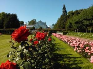 Helsinki City rose gardens