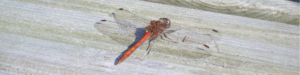 Header dragonfly