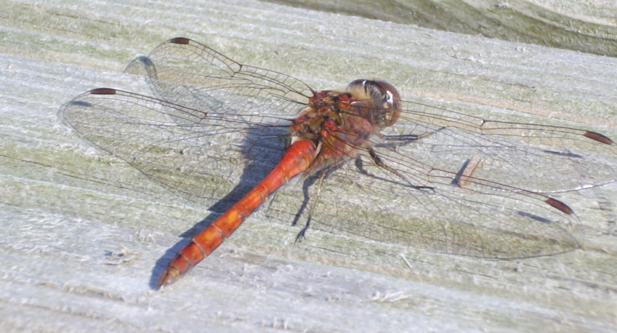 Header dragonfly